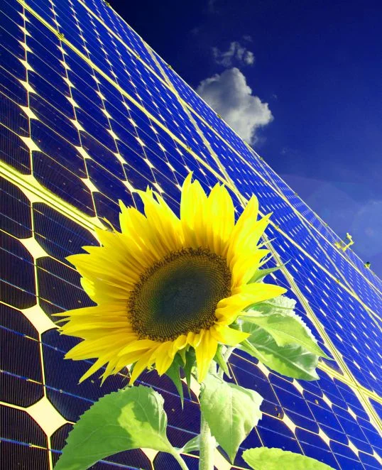 Sonnenblume vor Solarzellen, symbolisiert nachhaltige Energie und innovative Bauweise für umweltbewusste Heimwerker.